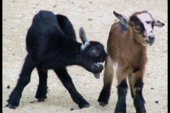 Animaux de ferme