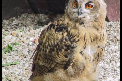 Chouettes