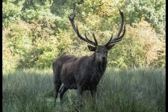 Faune forestière