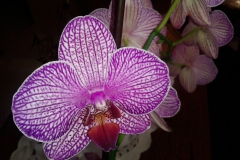 orchidee1