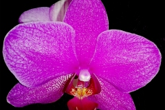 orchidee2-1