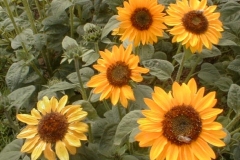 Les tournesols