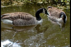 Pic00011Les-canard