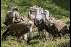 Oiseaux de proies