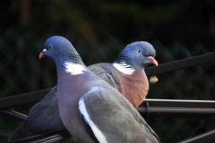 Oiseaux du jardin