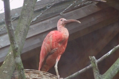 IMG_9367_ibis-rouge